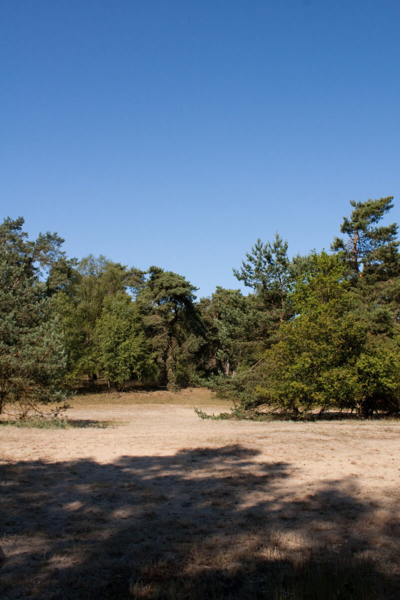 Rozendaalse veld top 5 losloopgebieden gelderland welkoop